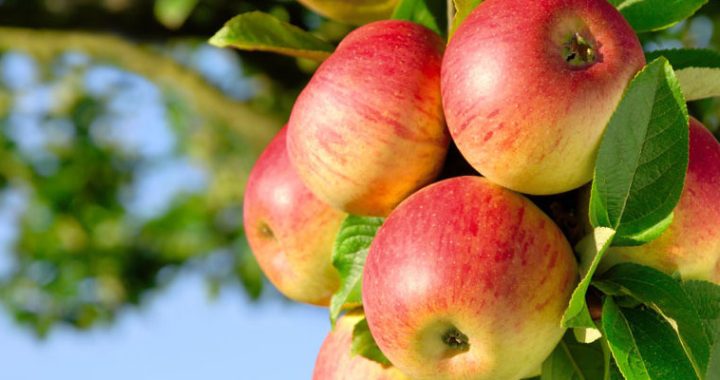 Naturalne afrodyzjaki jabłka